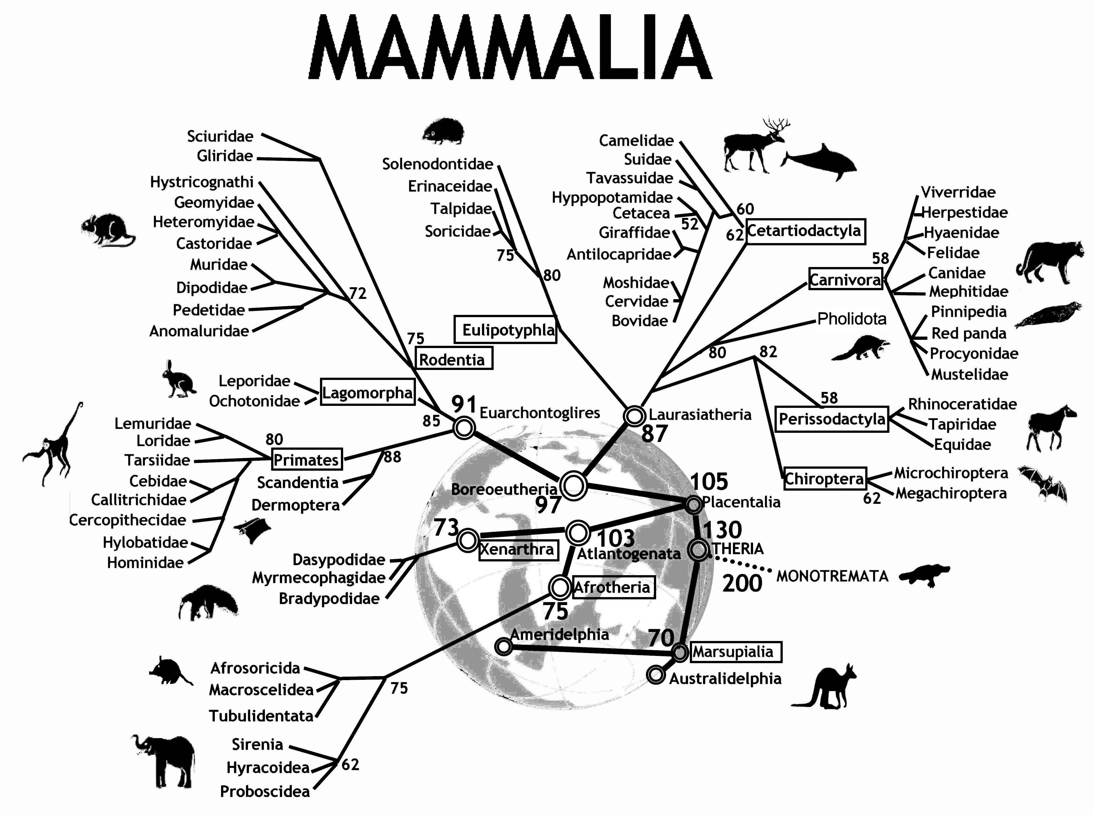 An evolutionary tree for mammals. Reprinted with permission under Creative Commons Attribution 2.0 Generic. No changes were made to this image. Source: Graphodatsky, Trifonov, and Stanyon (2011)